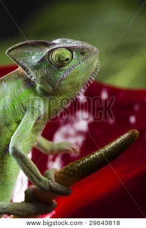 Kwiat na kameleon