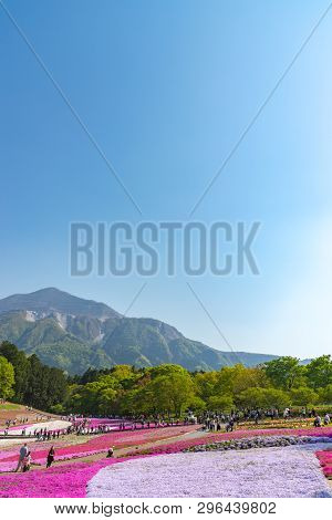 Saitama, Japan - Apr 21, 2018: View Of Pink Moss (shibazakura, Phlox Subulata) Flower At Hitsujiyama