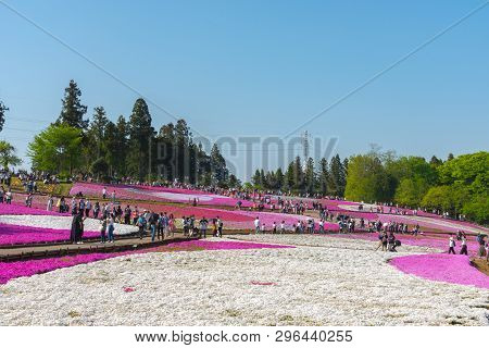 Saitama, Japan - Apr 21, 2018: View Of Pink Moss (shibazakura, Phlox Subulata) Flower At Hitsujiyama