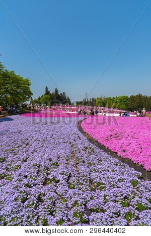 Saitama, Japan - Apr 21, 2018: View Of Pink Moss (shibazakura, Phlox Subulata) Flower At Hitsujiyama