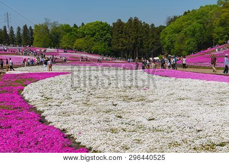 Saitama, Japan - Apr 21, 2018: View Of Pink Moss (shibazakura, Phlox Subulata) Flower At Hitsujiyama