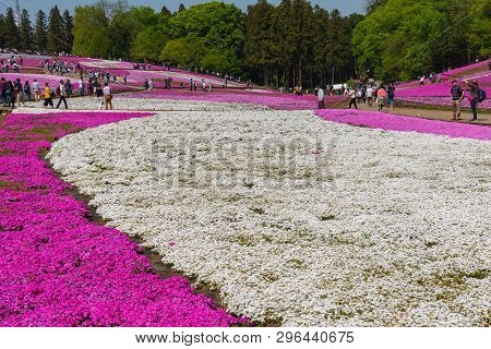 Saitama, Japan - Apr 21, 2018: View Of Pink Moss (shibazakura, Phlox Subulata) Flower At Hitsujiyama