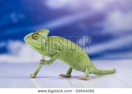 Dragon, zielony kameleon