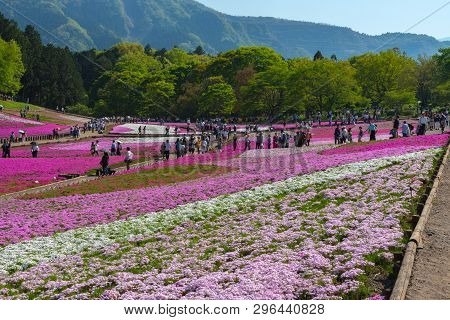 Saitama, Japan - Apr 21, 2018: View Of Pink Moss (shibazakura, Phlox Subulata) Flower At Hitsujiyama