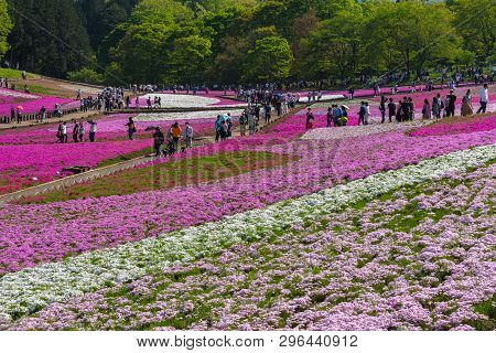 Saitama, Japan - Apr 21, 2018: View Of Pink Moss (shibazakura, Phlox Subulata) Flower At Hitsujiyama