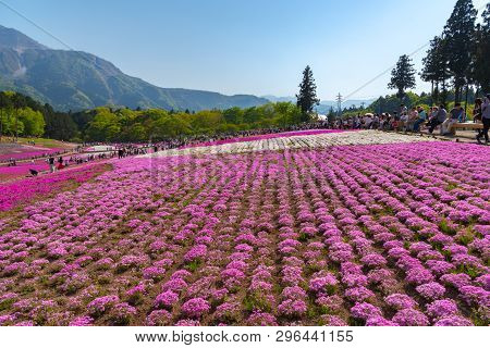 Saitama, Japan - Apr 21, 2018: View Of Pink Moss (shibazakura, Phlox Subulata) Flower At Hitsujiyama