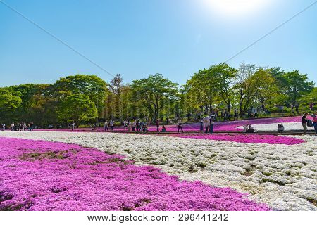 Saitama, Japan - Apr 21, 2018: View Of Pink Moss (shibazakura, Phlox Subulata) Flower At Hitsujiyama