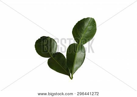 Green Kaffir Lime Leaves Group On White Isolated Backgroup With Clipping Path