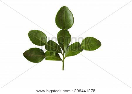Green Dark Kaffir Lime Leaves Group On White Isolated Backgroup With Clipping Path