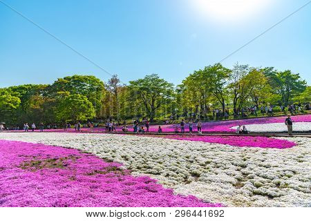 Saitama, Japan - Apr 21, 2018: View Of Pink Moss (shibazakura, Phlox Subulata) Flower At Hitsujiyama