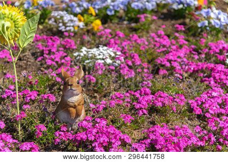 Saitama, Japan - Apr 21, 2018: View Of Pink Moss (shibazakura, Phlox Subulata) Flower At Hitsujiyama