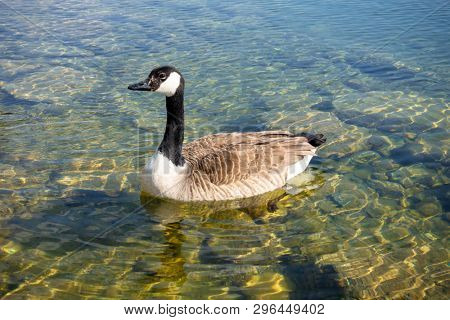 An image of canadian goose at Tutzing Starnberg lake Germany