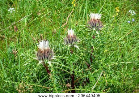 An image of a silver thistle in nature