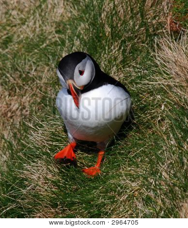 Puffin