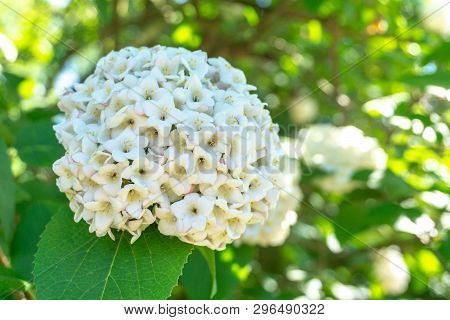 Japanischer Schneeball (viburnum Plicatum Mariesii) Im April 14 - 20.4.2019