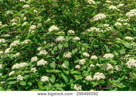 Japanischer Schneeball (viburnum Plicatum Mariesii) Im April 1 - 20.4.2019