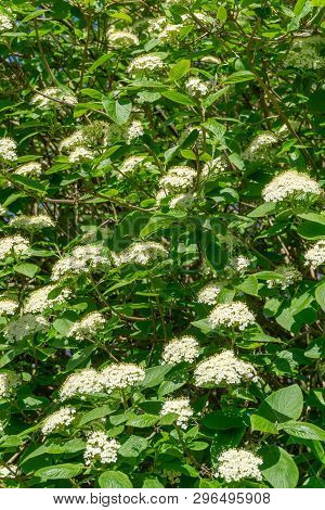 Japanischer Schneeball (viburnum Plicatum Mariesii) Im April 3 - 20.4.2019