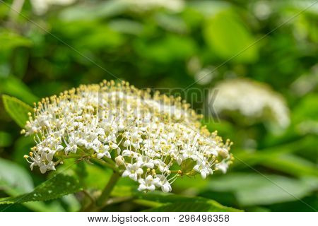 Japanischer Schneeball (viburnum Plicatum Mariesii) Im April 5 - 20.4.2019