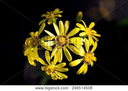 Flowering Yellow Flowers On Black Background Called Tsuwabuki In Japanese. Yellow Japanese Silverlea