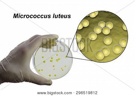 Colonies Of Micrococcus Luteus Bacteria On Agar Plate And Close Up View Of Micrococci Bacteria, Phot