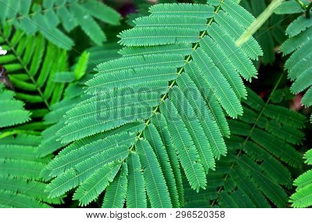Climbing Wattle (senegalia Pennata) Or Acacia Pennata Aromatic Plants On Green Leaves Background, Ch