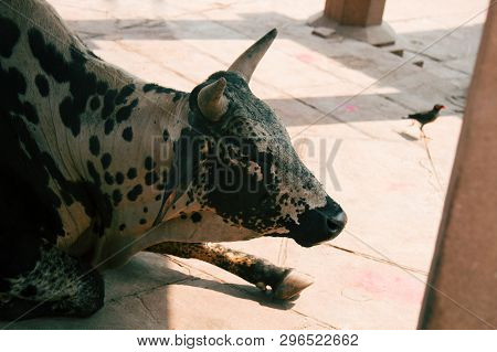 Zebu Cattle Of Different Colors In The City