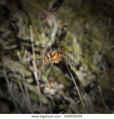 Moth On Second Water Trail, Superstition Mountains, Tonto National Forest, Arizona