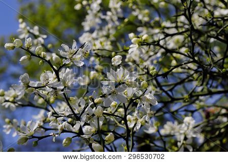 Flowering Of Trifoliate Orange, Poncirus Trifoliata, Citrus Trifoliata In The Spring Garden. Macro P