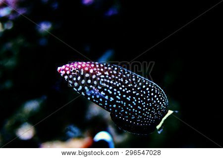 White - Spotted Wrasse Fish - Melanurus Anampses
