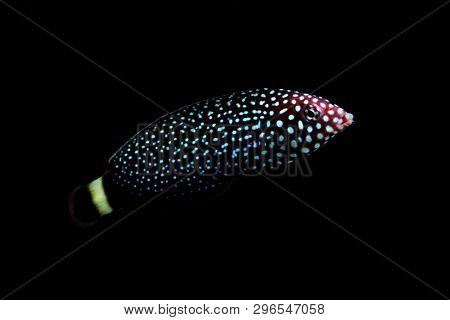 White - Spotted Wrasse Fish - Melanurus Anampses