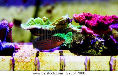Six Line Wrasse Fish - (pseudocheilinus Hexataenia)