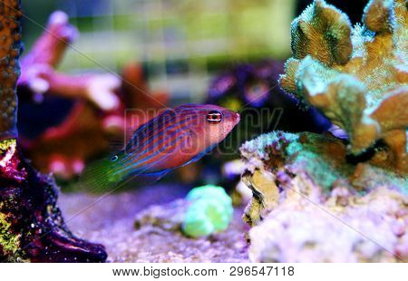 Six Line Wrasse Fish - (pseudocheilinus Hexataenia)