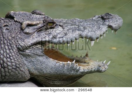 Krokodil