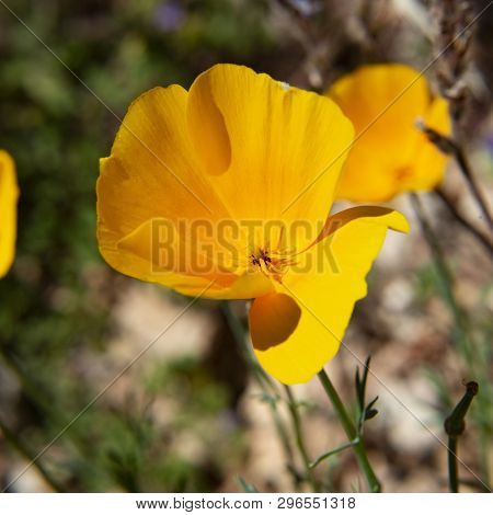 Mexican Poppy Along The Boulder Canyon Trail, Superstition Mountains, Tonto National Forest, Arizona