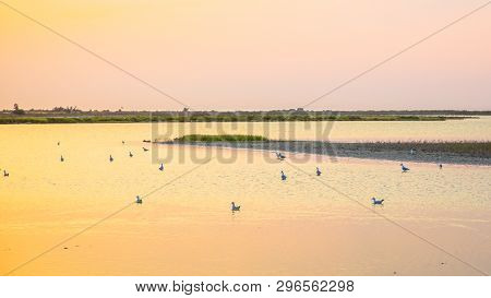 Colorful Lagoons With Birds In Camarque