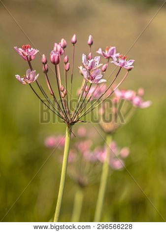 Flowering Rush (butomus Umbellatus) Close Up Of Flower With Other Flowers In Background