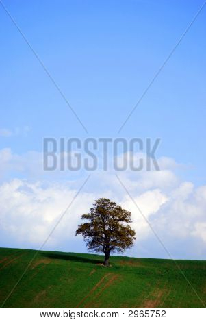 Un albero