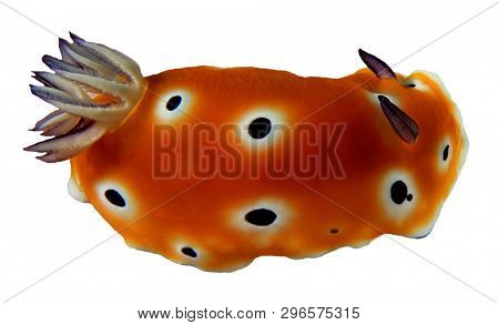 Nudibranch sea slug chromodoris isolated on white background 