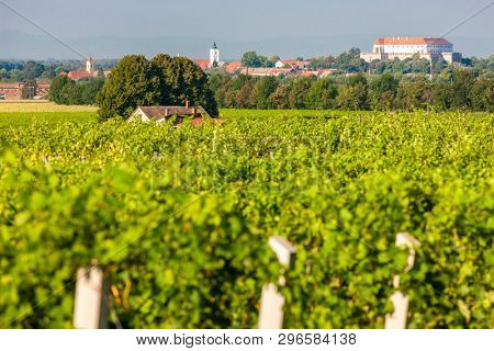vineyards, Siklos castle, Hungary