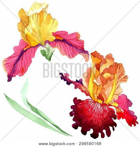 Red Bold Encounter Iris Floral Botanical Flowers. Watercolor Background Set. Isolated Iris Illustrat