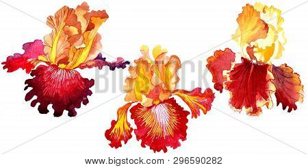 Red Bold Encounter Iris Floral Botanical Flowers. Watercolor Background Set. Isolated Iris Illustrat