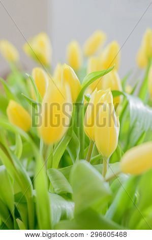 Beautiful Bouquet Of Yellow Tulips Flowers With Green Leaves Close-up With Blurred Background