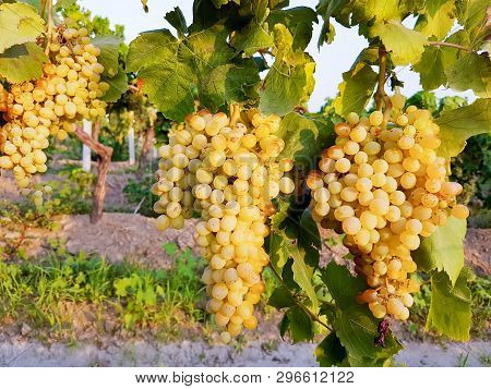 Grapes Field, Vineyard (turkey Izmir Buca Vineyard)