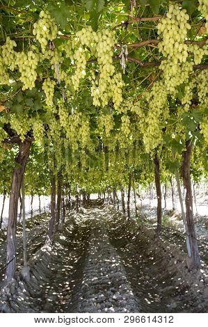 Grapes Field, Vineyard (turkey Izmir Buca Vineyard)
