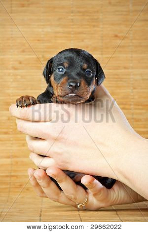 Lille Pinscher hvalp