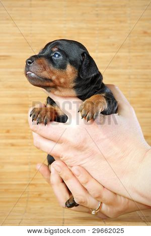 Lille Pinscher hvalp