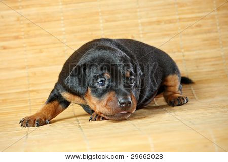 Lille Pinscher hvalp