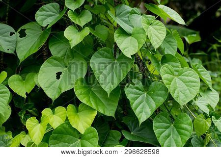 Leaves And Vines Tinospora Cordifolia Tree In The Garden