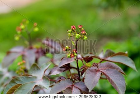 Bellyache Bush, Jatropha Gossypifolia, In The Garden