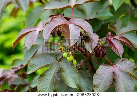 Bellyache Bush, Jatropha Gossypifolia, In The Garden